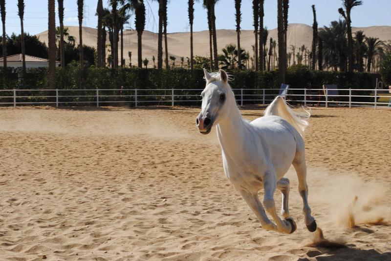 Sakkara Country Club Hotel El Hawamdeya Bagian luar foto